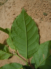 Campomanesia aromatica
