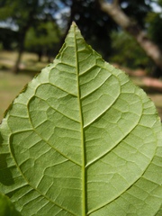 Campomanesia aromatica
