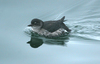 Cassin's Auklets - Photo (c) Blake Matheson, some rights reserved (CC BY-NC)