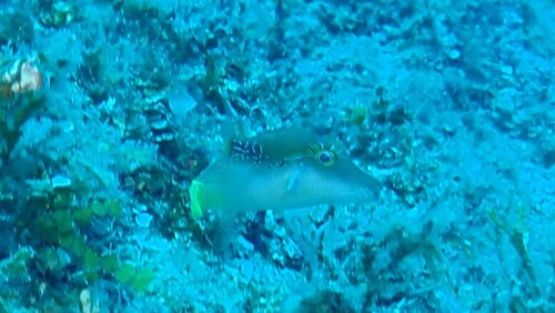 Lantern toby (Canthigaster epilampra) — Tetraodontidae