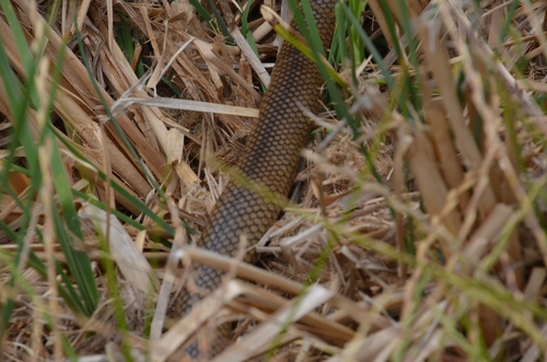 Eastern Brown Snake sighting