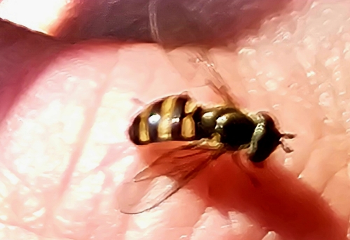 Unknown species found near Cropper, KY 40057, USA