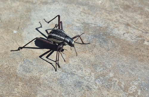 Racingstripe Darkling Beetle