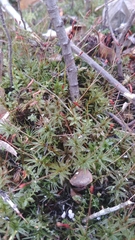 Atrichum altecristatum