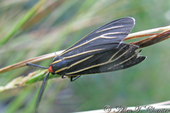 Ctenucha