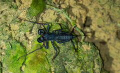Hypoctonus gastrostictus
