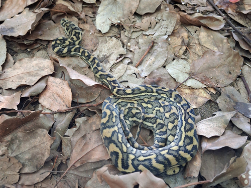 Coastal Carpet Python sighting