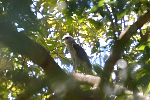 Buteo plagiatus