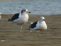 Larus atlanticus