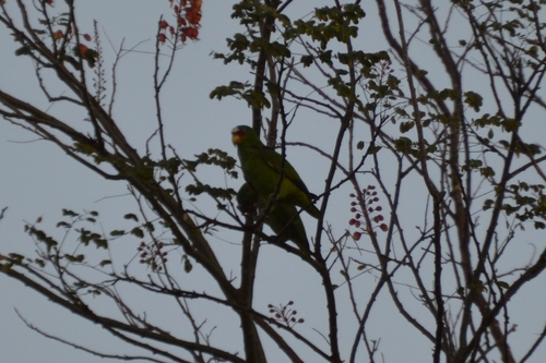 Amazona albifrons