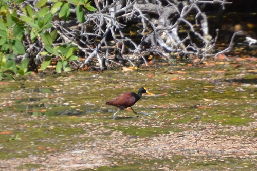 Jacana spinosa