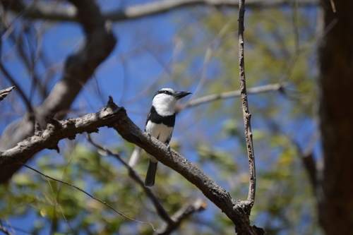 Notharchus hyperrhynchus