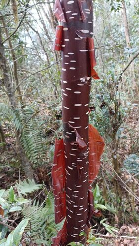Betula utilis, photograph 3