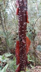 Betula utilis, photograph (c) Gary Yong Gee, some rights reserved (CC BY)