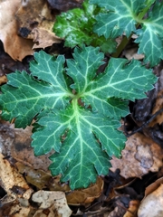 Sanicula hoffmannii