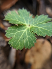 Sanicula hoffmannii