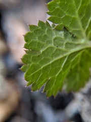 Sanicula hoffmannii