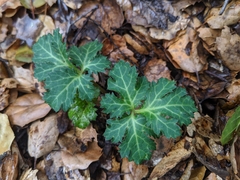 Sanicula hoffmannii