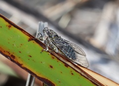 Physeema labyrinthica