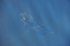 Astronotus ocellatus