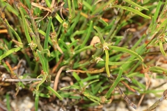 Schoenus griffinianus