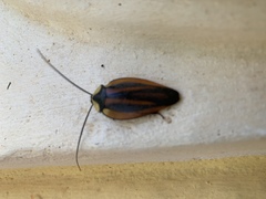 Rochaina bilunata
