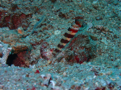 Amblyeleotris wheeleri