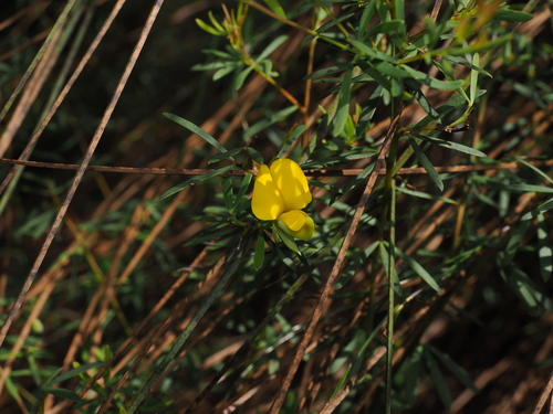 Golden Glory Pea (Gompholobium virgatum)