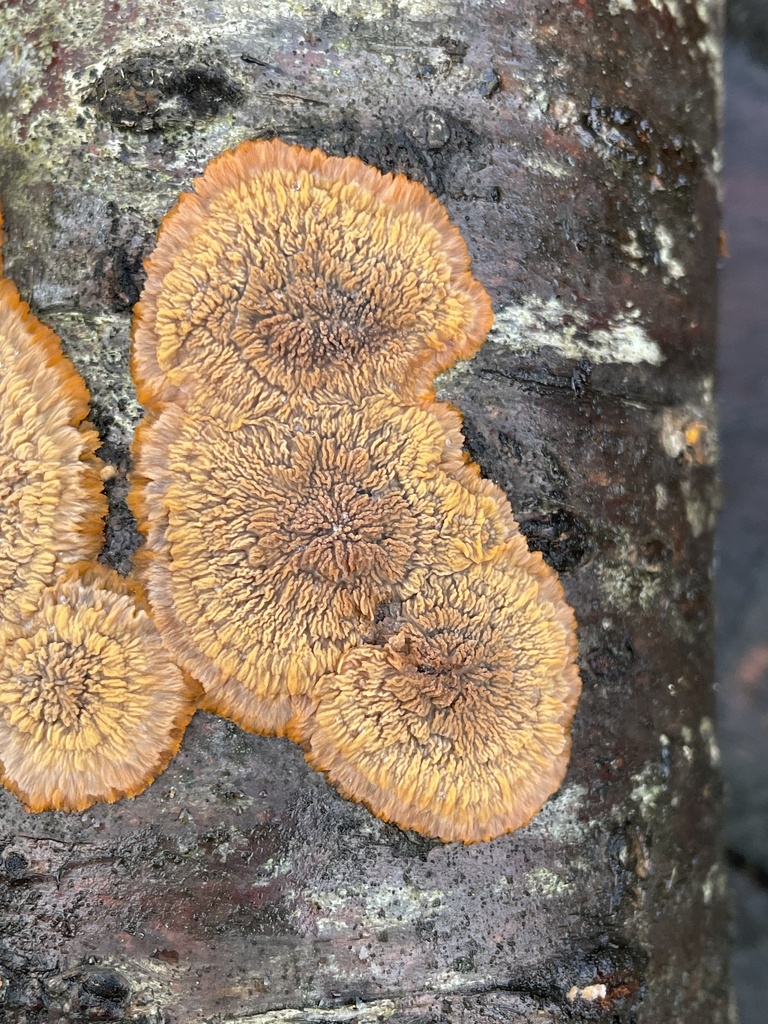 Phlebia radiata · November 2025 · photo: © nevwright (iNaturalist, cc0)