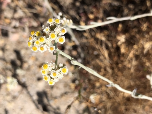 Annual Strawflower (Helichrysum indicum)