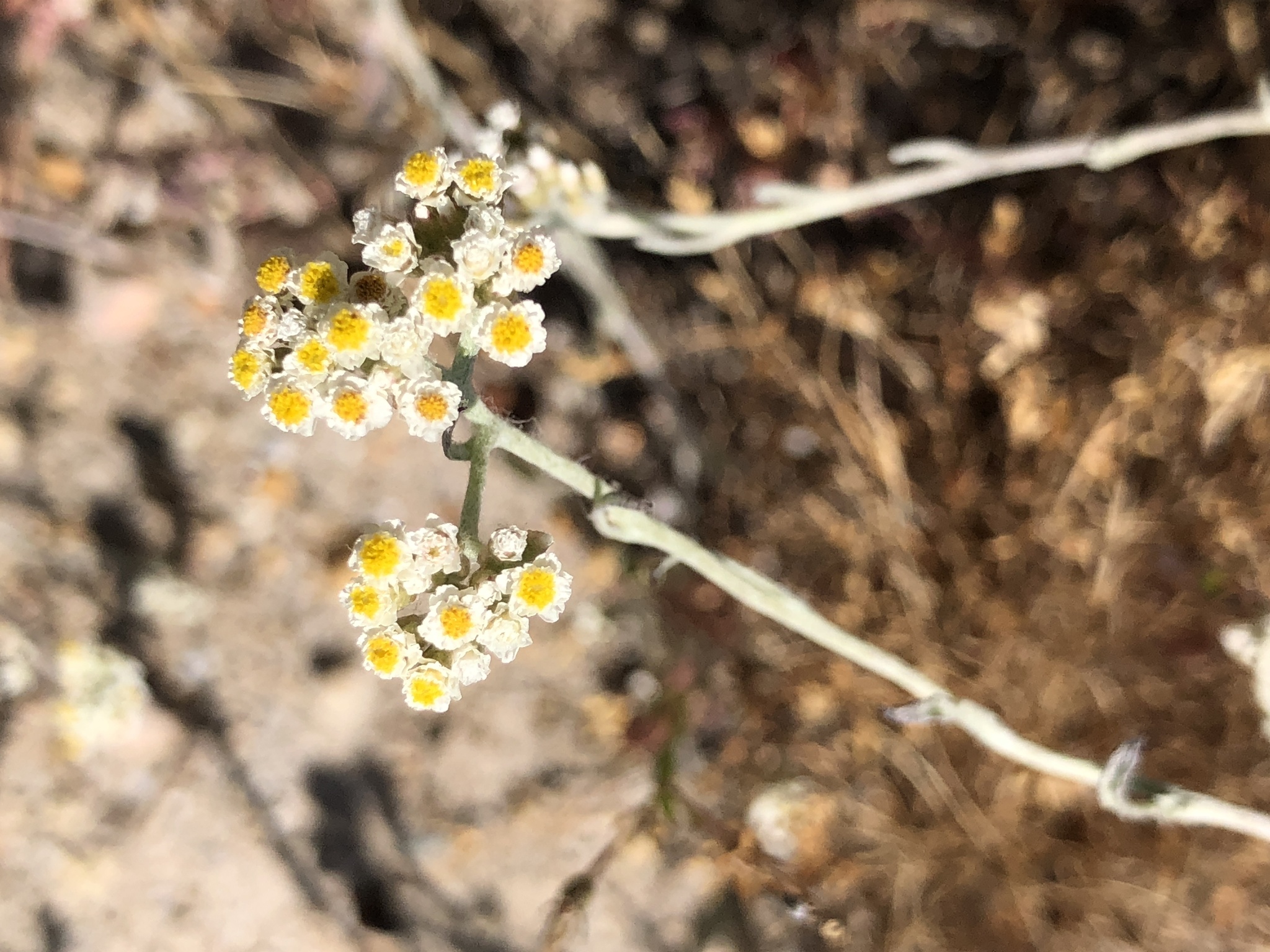 Annual Strawflower (Helichrysum indicum)