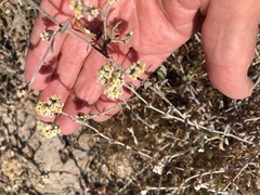Helichrysum indicum, photograph (c) Caroline Voget, some rights reserved (CC BY)