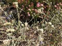 Helichrysum indicum, photograph (c) Caroline Voget, some rights reserved (CC BY)
