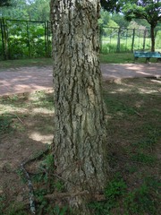 Chloroleucon tenuiflorum