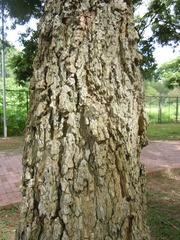 Chloroleucon tenuiflorum