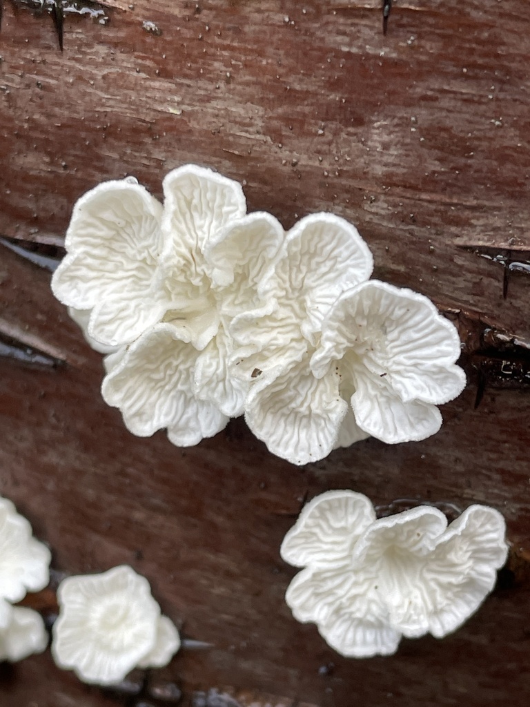 Plicatura crispa · November 2025 · photo: © nevwright (iNaturalist, cc0)