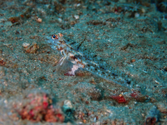 Fusigobius gracilis