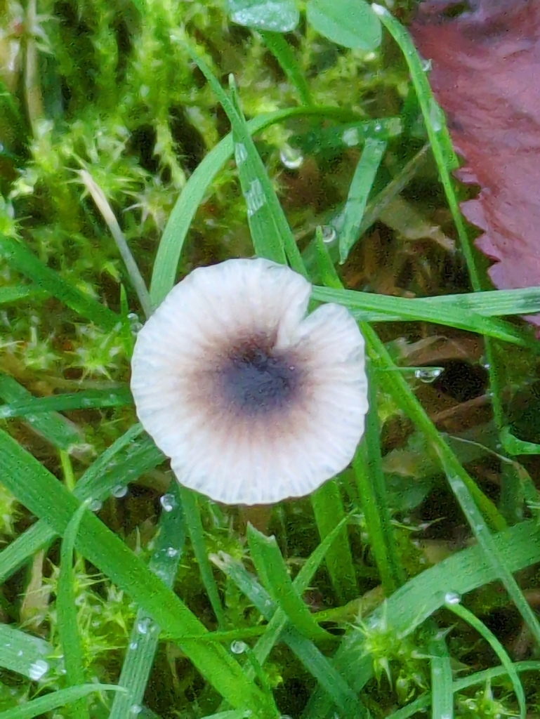 Rickenella swartzii · November 2025 · photo: © guywallbanks (iNaturalist, cc-by)