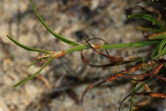 Schoenus griffinianus