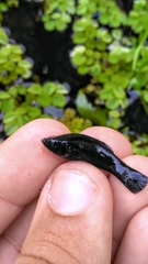 Poecilia sphenops