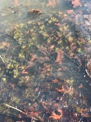 Ranunculus flabellaris