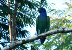 Pionus menstruus