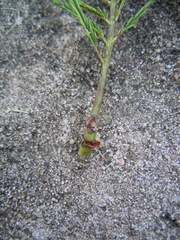 Anadenanthera colubrina cebil