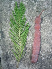 Anadenanthera colubrina cebil