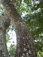 Anadenanthera colubrina cebil