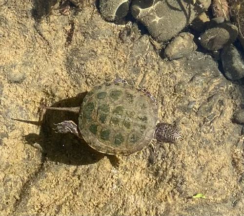 iNaturalist observation photo of Northwestern Pond Turtle