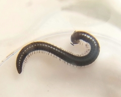 Aniulus