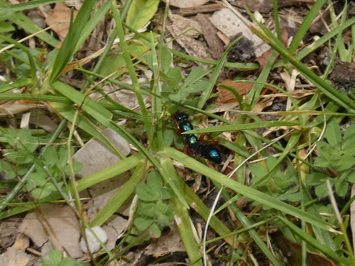 Blue Ant photo 4