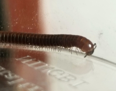 Aniulus