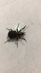 Calosoma alternans